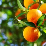 Come coltivare l'arancio